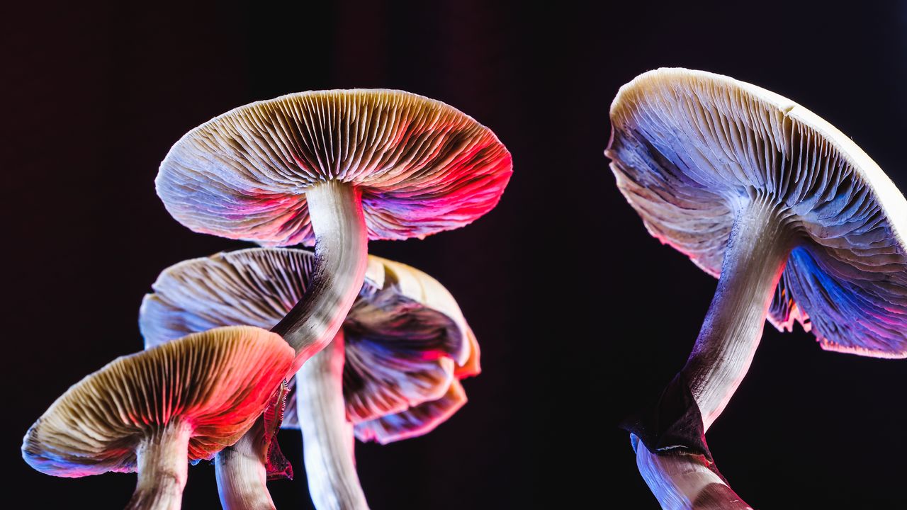 LSD Vs Mushrooms For Anxiety and Depression