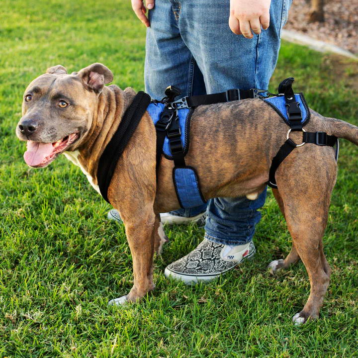 Best Friend Mobility Harness